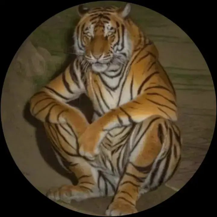 El tigre también es ballena 😉💝 #cats #catsoftiktok #catsoftiktok #cattok #cat #funnycat #cattiktok 