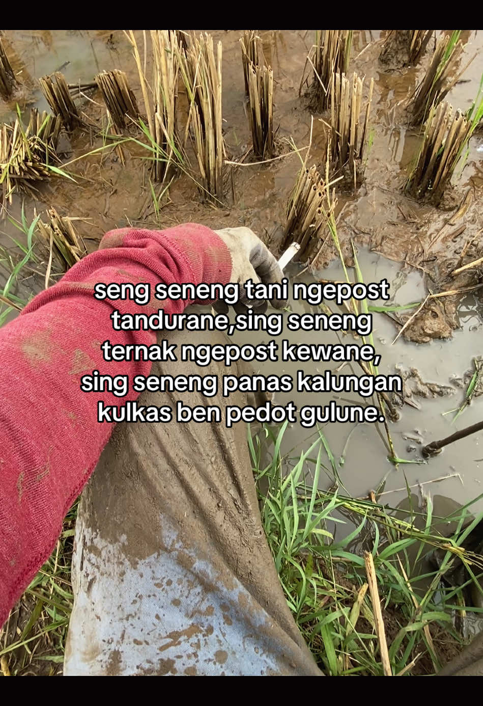 panas og nyangkem #4u #bismillahfyp #foryoupage #stirytime #fypシ゚ #petanimuda #tanimilenial 