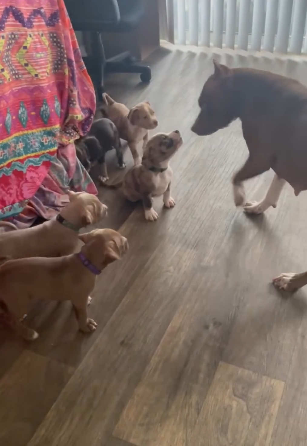 When your mom has to show you she’s not one of your little friends 😂😂 #fedupmom #puppies #puppiesoftiktok #attitude #clocked #momcorrectingpuppies 