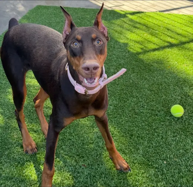 1.	Loyalty Like No Other – Dobermans are fiercely loyal to their owners and form deep, lifelong bonds. They will always have your back. 2.	Incredible Intelligence – They rank among the top five smartest dog breeds, making them highly trainable and quick learners. 	 3.	Natural Protectors – With strong instincts and a fearless nature, Dobermans are one of the best guard dog breeds. They deter threats just by their presence. 	 4.	Affectionate and Loving – Despite their tough reputation, they are total cuddle bugs with their family and love to be close to their humans. 	 5.	Athletic and Energetic – They are strong, fast, and agile, excelling in activities like running, hiking, and even agility competitions. 	 6.	Low Maintenance Grooming – With short, sleek coats, they don’t shed much and require minimal grooming compared to fluffier breeds. 	 7.	Emotional Intelligence – Dobermans are highly intuitive and can sense their owner’s emotions, making them excellent companions for support and protection. 	 8.	Great with Families – They are incredibly gentle and affectionate with children when properly trained and socialized. 	 9.	Strong and Healthy – When bred responsibly, they are a hardy breed with incredible endurance and physical strength. 	  10.	Majestic Appearance – Their sleek, muscular build and confident stance make them one of the most striking and elegant dog breeds out there. Do you have a Doberman, or are you thinking of getting one?  Photos are from my baby Hazel c/o @bluedogranch 