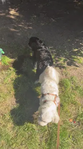 Dogs in heat🥵#dog #dogsoftiktok #fyp #foryou #funnyvideo #pet #heat 