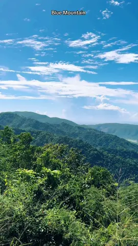 #creatorsearchinsights #mountain #views #горы #blumountain #cofee #kingston #bergen #jamaica #jamaicatiktok #jamaicantiktok🇯🇲viral #viral_video #top #travel #tourism 