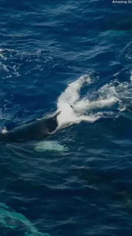 Orca vs Humpback  🐋 #amazingocean #orca 