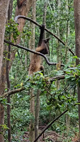 📌 Monkeyland Primate Sanctuary, Plettenberg Bay, South Africa #southafrica #monkeys #theoffice #parkour #travel 