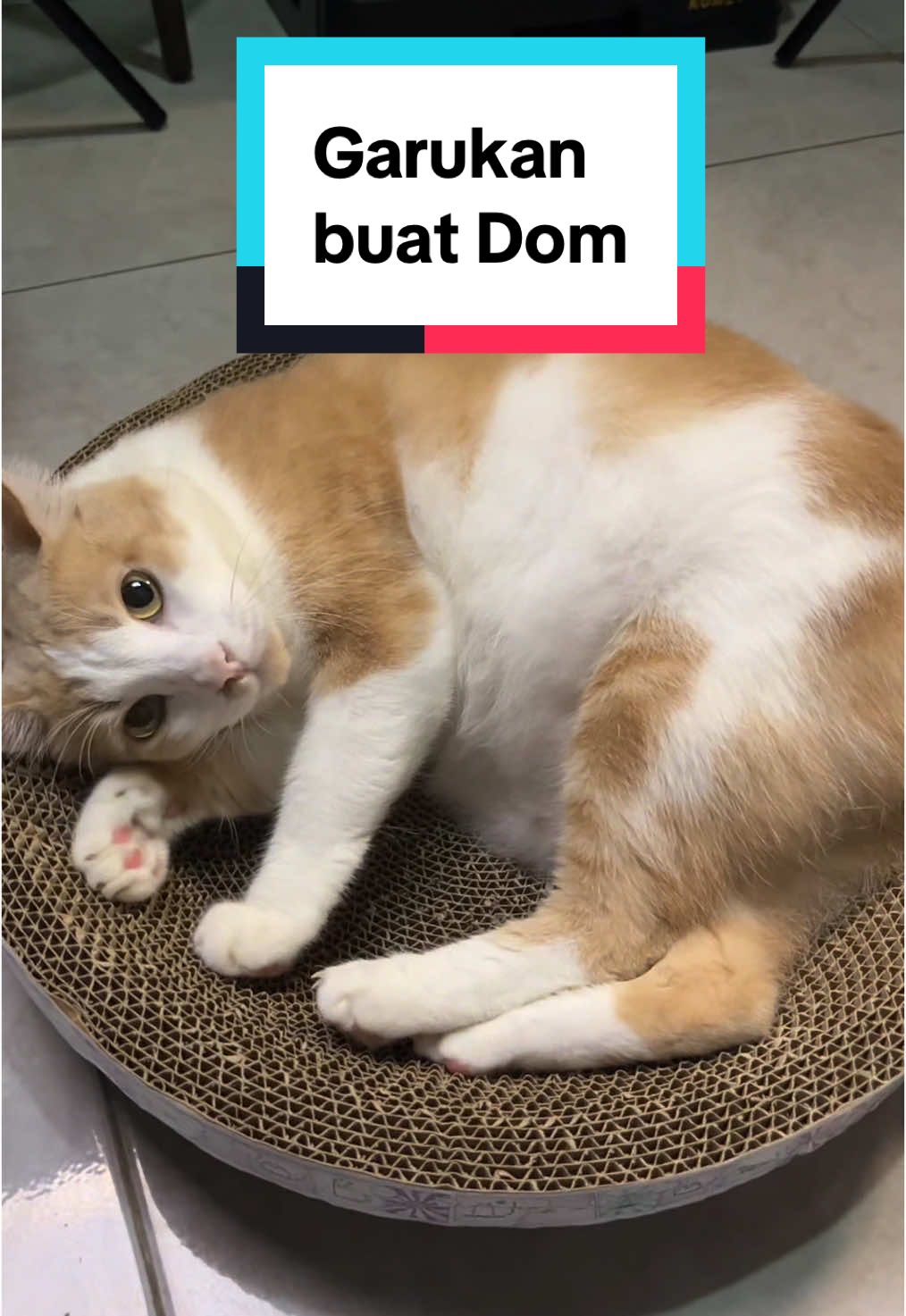 Membalas @don juan Garukan bikin kucing lebih rilex dan nyaman dari Focat #focatramadan2025 #focatchallenge22  #kucing #kucingpemarah #domcat #kucingdom 