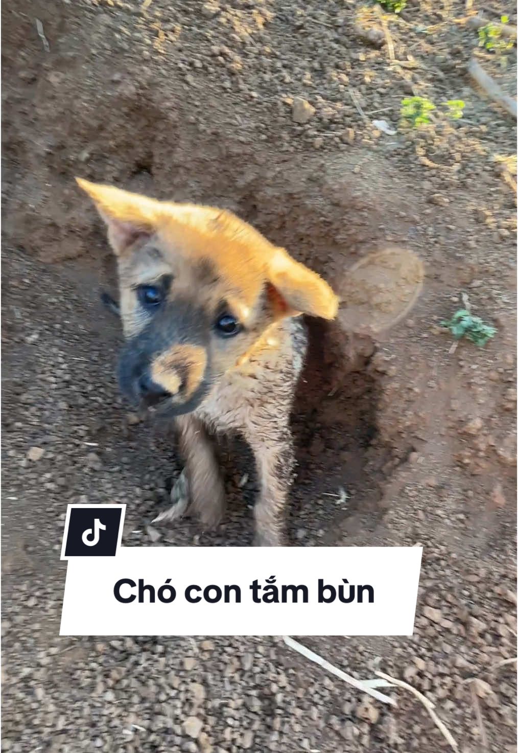 Nóng quá tắm bùn cho mát #cho #dog #puppy #xuhuong #cuncon 