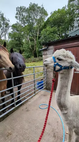 Funny alpaca antics🦙🤣#alpaca #alpacas#cat#foryou #fyp#funnytiktok#PetsOfTikTok #alpacasoftiktok #animals#animslsoftiktok