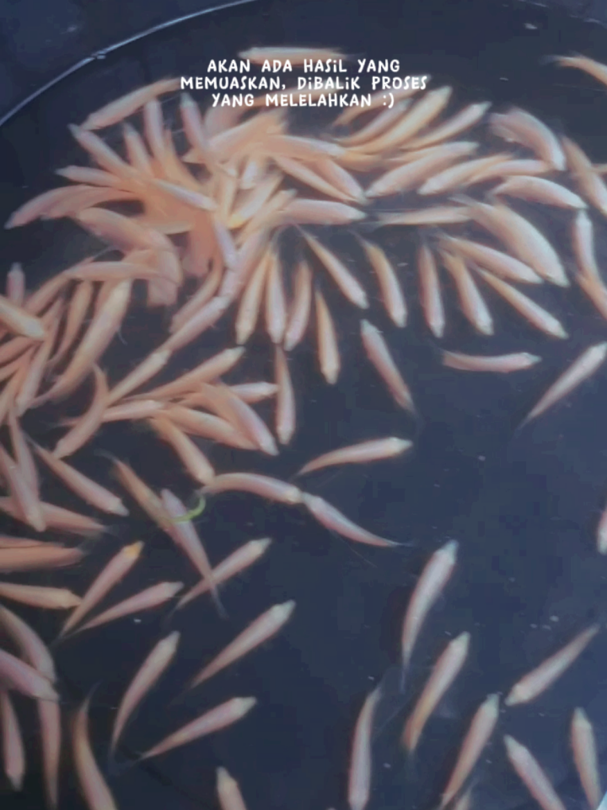 yg mau pesen bibit gurame  hitam maupun kuning segera berkabar #bibitikan #bibitgurame #bibitguramebaganbatu #fyp #viral #viraltiktok 
