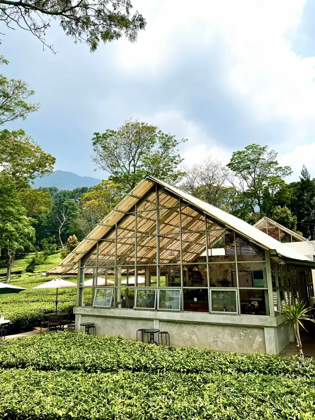must visit in ciwidey #fyp #ciwidey #visitciwidey #cafeciwidey #mustvisitbandung #kabupatenbandung #bandung #cafebandung #kebunteh #cafekebunteh🍃 #fypage 