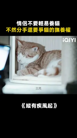 分手可以，貓的撫養權歸我 #縱有疾風起 #宋佳 #靳東 #推 #推薦 #我要上推薦 #影視 #drama #cdrama #fy #fyp #纵有疾风起 #foryou #iqiyi