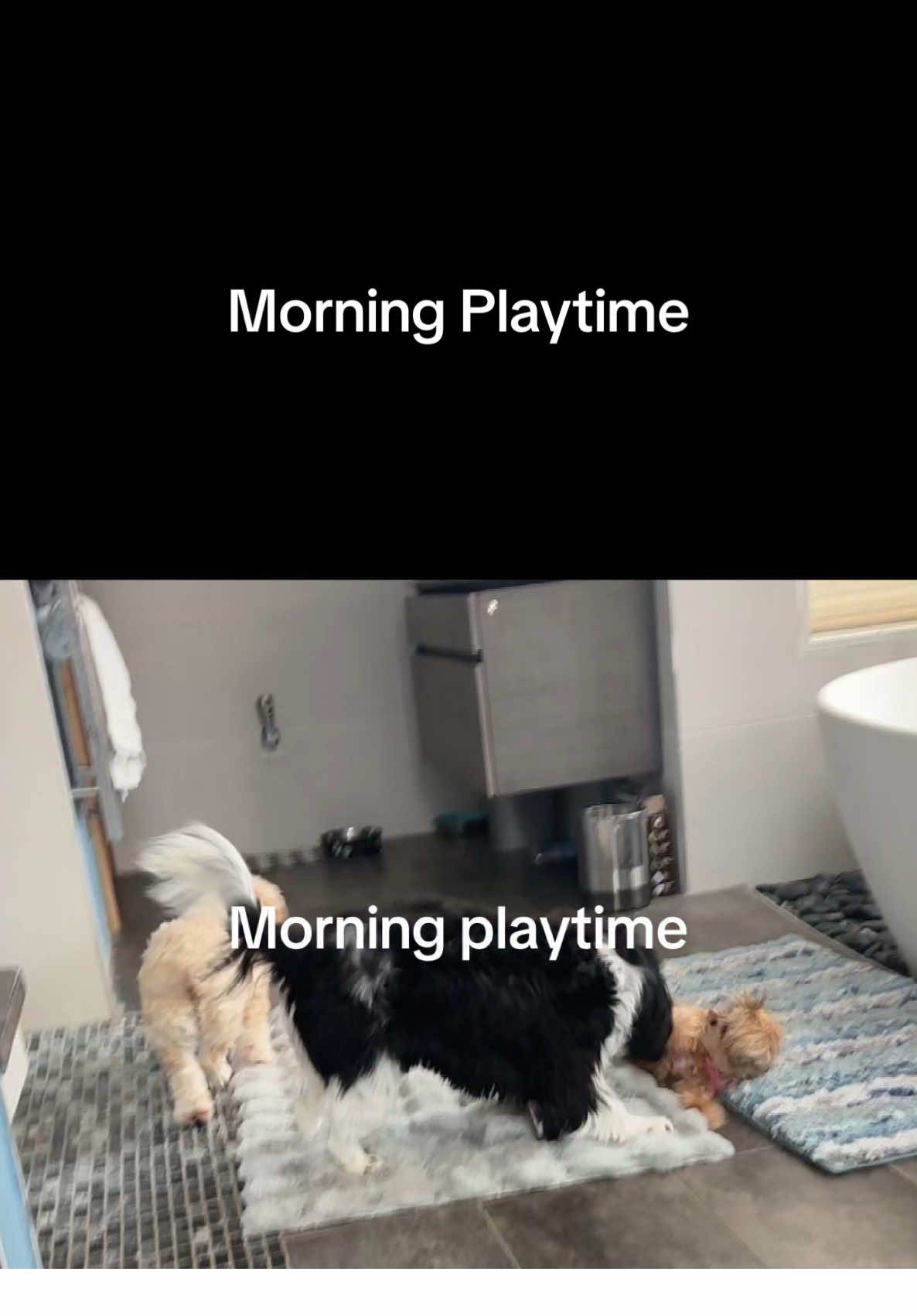 #dogs #fyp #foryoupage #dogsplaying 