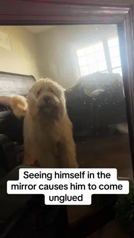 Coming unglued with seeing himself in a mirror 🤦‍♀️#dogsoftiktok #funnyvideo #bark #fyp 