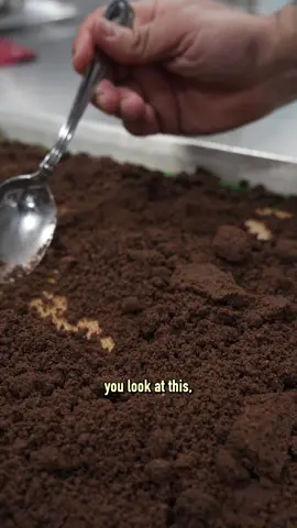 Over the next few days, we will be posting all 4 parts to this series in order, making each element of our new s'mores dessert. Follow along because the final dish is a true show-stopper! 👀 #chocolate #smores #dessert #cooking