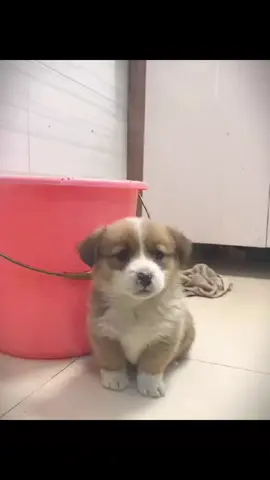 so cute.#lovelydogs #cutedogs #dogsoftiktok #fyp #xuhuong 