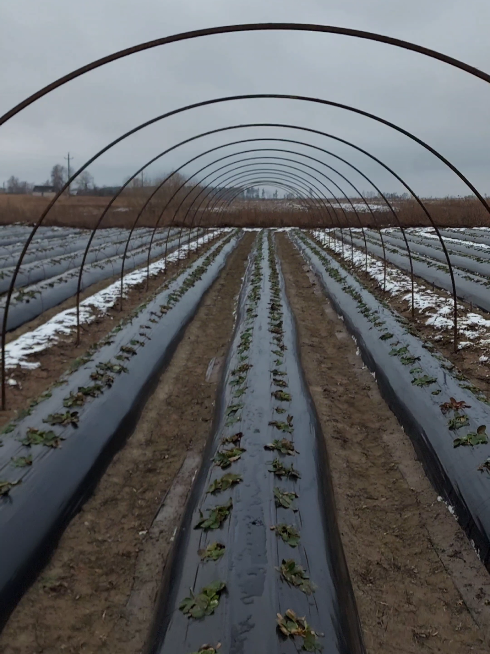 Делаем тоннели (балаганы, теплицы) для клубники своими руками  #гомель #сезон2025 #рассада #беларусь #трубогиб 