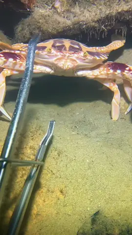 #diving #crab #catchthesea #seaside #seafood #fish #eel #lobster 