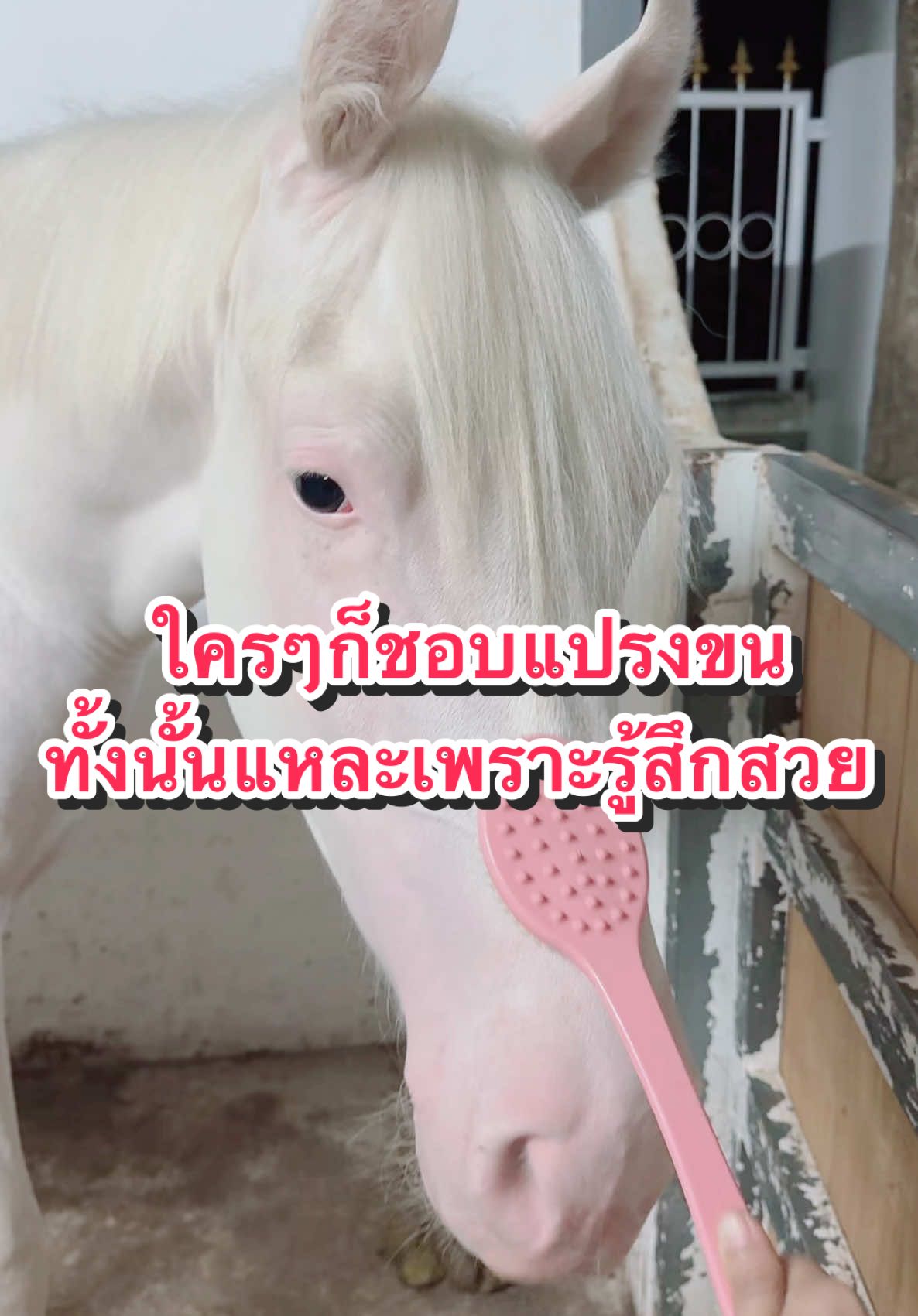 น้องมาร์ลีนเป็นม้าติดสกินชิพมาก ชอบให้หม่ามี๊เล่นด้วยและแปรงขนค่ะ 🤓💕 #ผู้หญิงเลี้ยงม้า #คนเลี้ยงม้า #ม้าสวย #ม้า #ม้าสวยประเทศไทย #สวนสัตว์tiktok #horse #crazyhorse #whitehorse #marvadihorse #ม้ามาร์ลีน #ฟาร์มม้ากาญจนบุรี #ฟาร์มม้า #คนสวยเลี้ยงม้า 