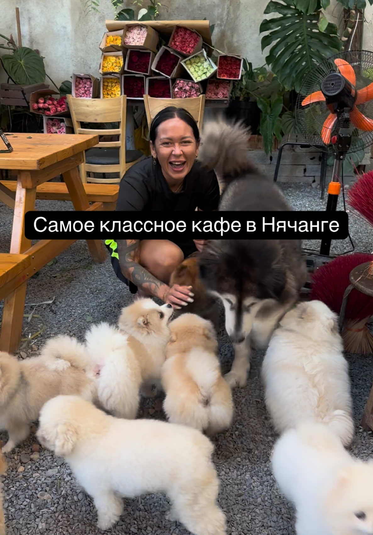 Хотели бы побывать в таком?!#кафенячанг #кафевьетнам #зоокафе #милыесобаки #шпиц #хаски 
