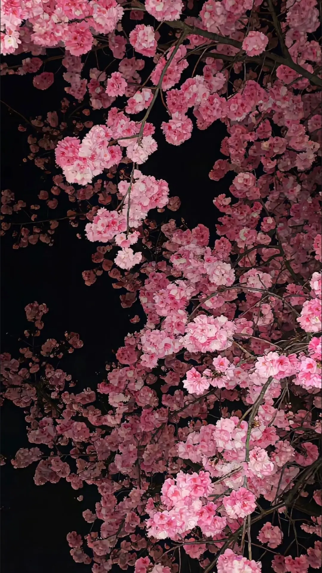 Hình nền hoa 🌷#tiktokviral #lenxuhuong #hinhnen 