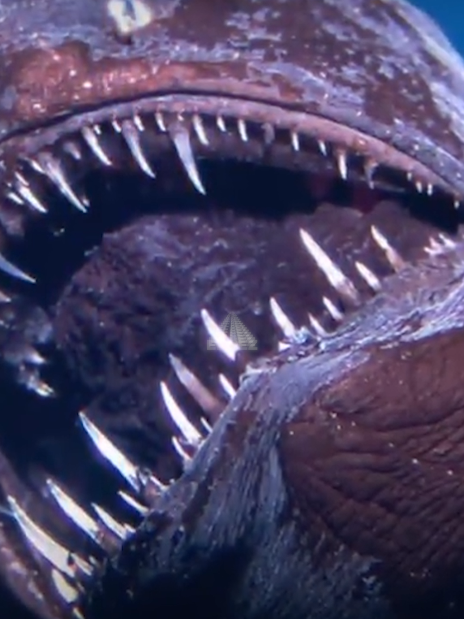 El Pez linterna‼️ #patabajoelpodcast