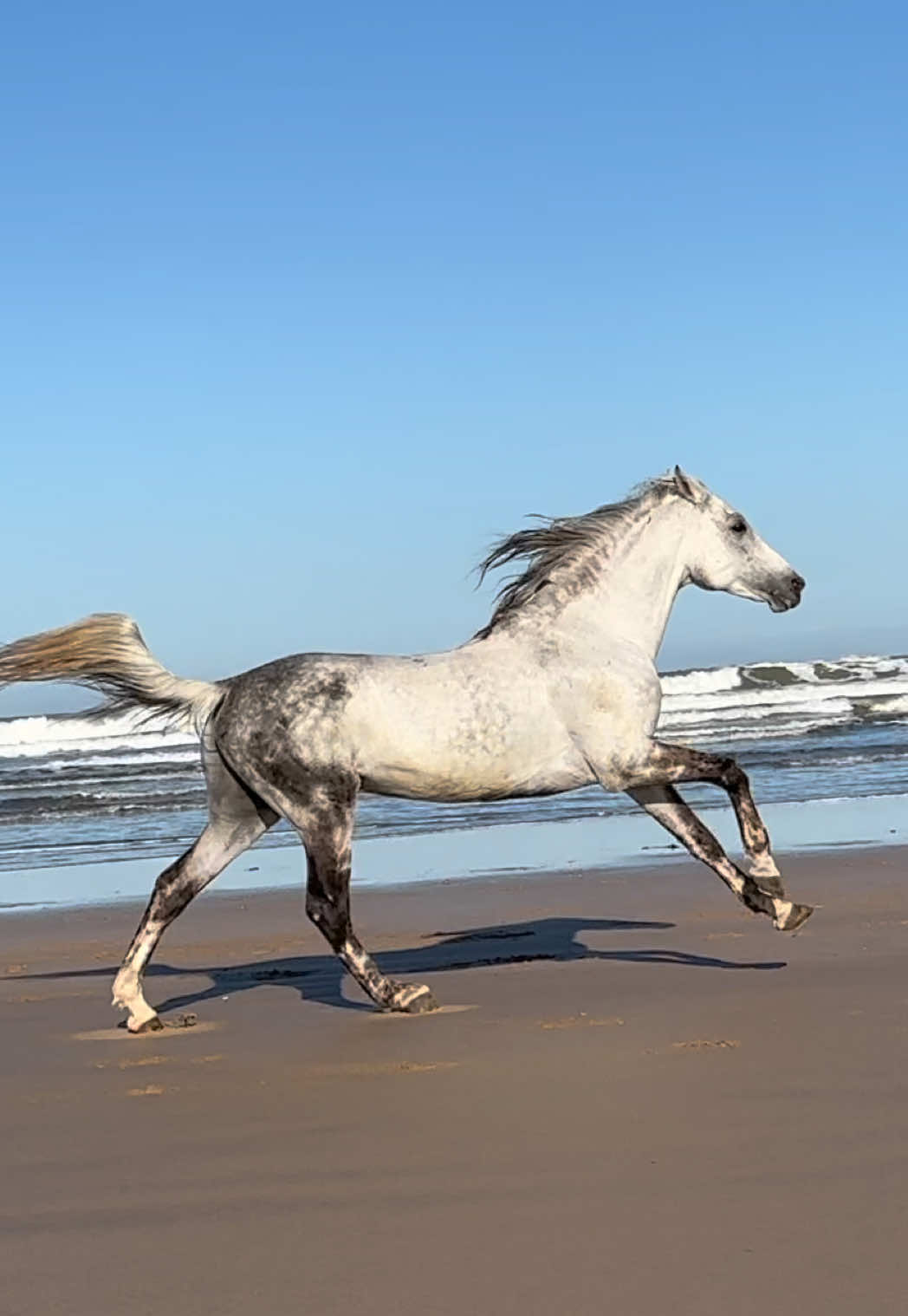 Najem full gallop slow motion:  hooves striking the earth, muscles rippling with effortless speed, the wind through its mane. 🤍 👉🏼 We are a Travel Agency based in Essaouira (Morocco). Join us for an unforgettable horseride holidays. Ride the best horses in town, and meet the best team of riders.  . . . . . . #horses #horsesoftiktok #horse #horsetok #equestrian #fyp #cheval #fypage #viral #viralvideo #pferd #horsesontiktok #лошадь #horselove #essaouira #morocco #lovak #caballos #cavalli 