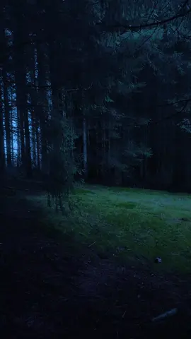 Beneath the silver gaze of the moon, the glade whispers my name— 