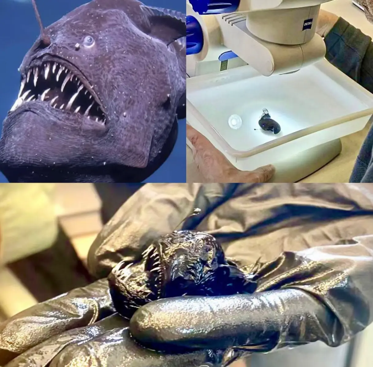 You all got tricked by the deep sea itself! The black seadevil may look like a massive monster in photos and videos, but in reality, it’s no bigger than your hand. The deep ocean plays mind games there’s no background for scale, the darkness hides details, and close-up cameras make everything look huge. Add in its oversized mouth and glowing lure, and boom! It looks like a nightmare beast from the abyss. But in reality? It’s just a tiny fish with a big attitude. Size of the Black Seadevil Females (larger than males): Length: Up to 18 cm (7 inches) Weight: Typically less than 1 kg (2.2 lbs) Males (much smaller and parasitic): Length: Only about 3 cm (1.2 inches) Weight: Extremely light #black #sea_devil #deepsea #small  #scary 