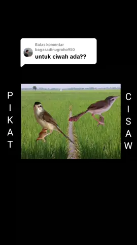 Membalas @bagasadinugroho950memikat burung ciblek sawah dengan MP3 #kicaumania #suaraburung #pikatburung 