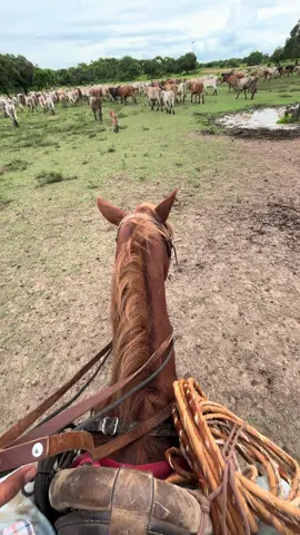 Pa avisarle que esta noche me la robo de estos lados 🎶 #caballos #casanare #pazdeariporo #llanoscolombianos #musicallanera #musica #criollo #llano #sabana #caballo #ganaderia #llanosorientales #verano #ganado #fyp 