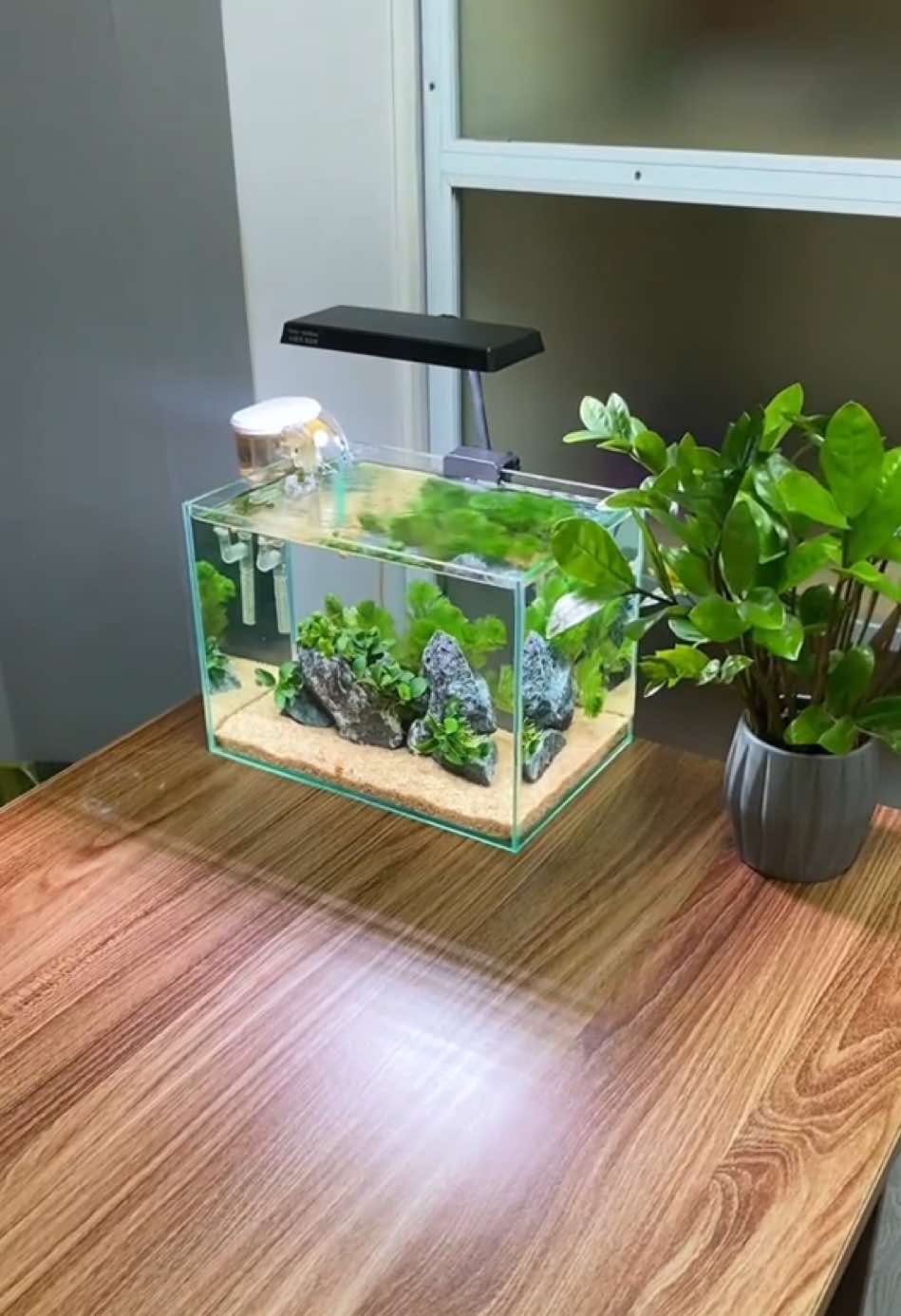 Lật lại chiếc bể lũa đá 35cm, hè sắp đến rồi nên mình chơi cực đơn giản, chỉ có đá và cây dễ sống cho nhàn ae ạ #thuysinh #cacanh #setupbethuysinh #setupbeca #xuhuong #becathuysinh #decor #chill 