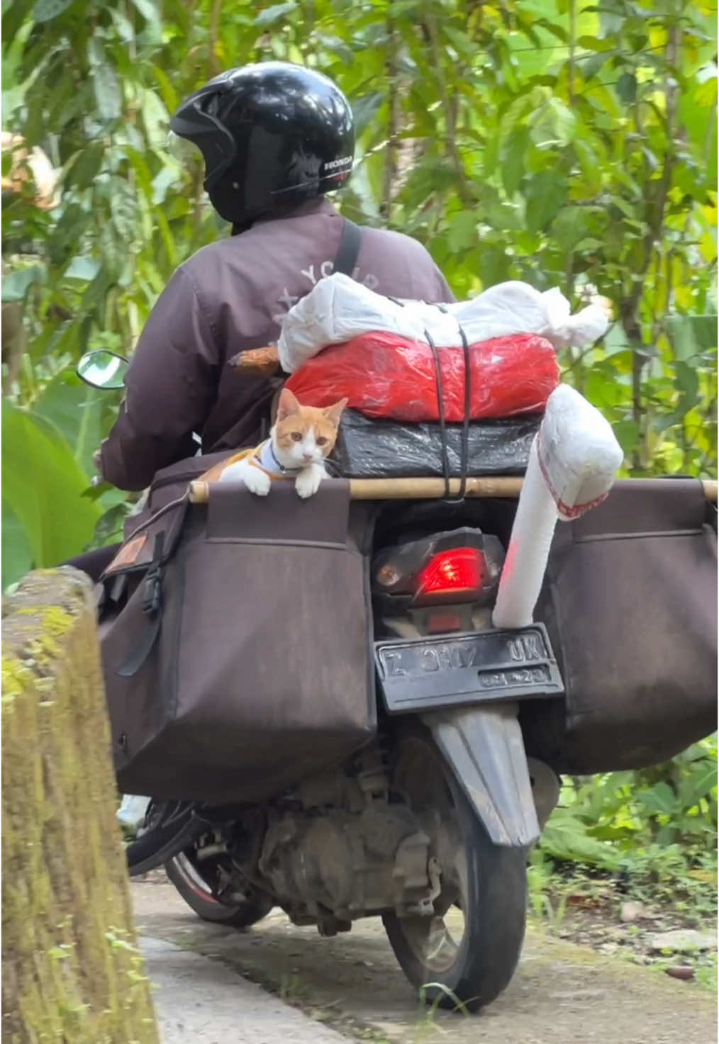 🐈: aku berangkat dulu ya mamih dadah👋🏻
