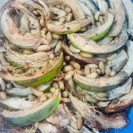 Đuông dừa có sẵn tại Gò Vấp TPHCM , đi đơn ít nhất từ 10con cho ace ăn thử. Bao ngọt, béo 🥰Có loại 5k 6k và 8k/con  L/h 0 chín 6 sáu sáu 7 chín 7 chín một