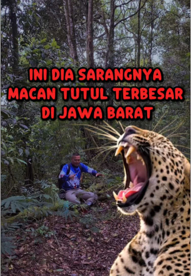 BERADA DI SARANG MACAN TUTUL TERBESAR DI JAWABARAT🐆🐆 #wildlife #salamlestari #jawabarat #sorotan #fyp #viral 