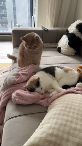 Cat sneak attack 🤣#tiktok #funnyvideos #usa🇺🇸 #cat #catsoftiktok #cat #foryou #funny #cats 