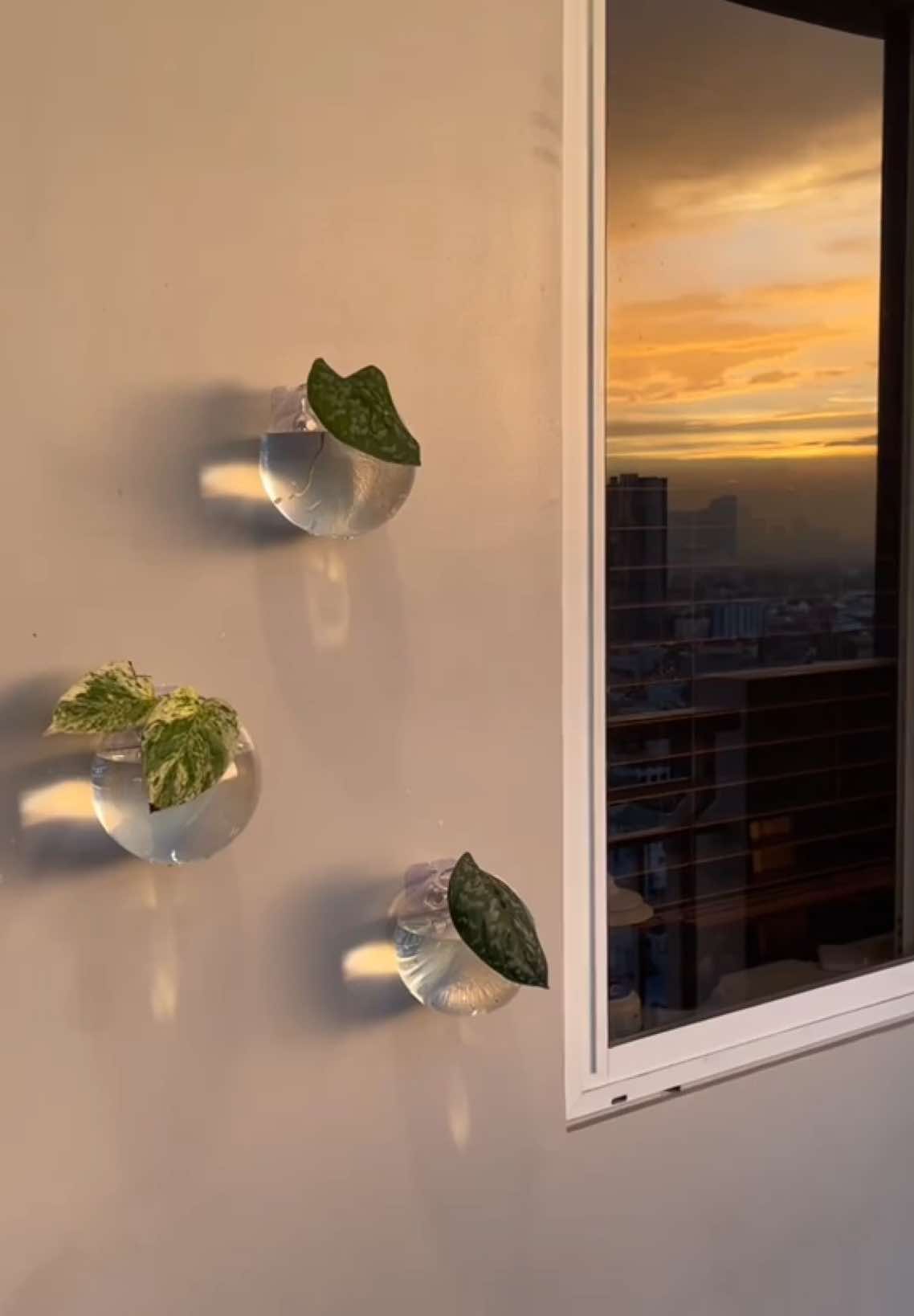Setting up my new hanging wall glass vase 🪴🫶🏻 #fyp #Home #aesthetic #plants #wallvase #glassvase #tiktokph #condolivingph 