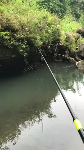 Bahan storymu boloo #fyppppppppppppppppppppppp #mancingmaniamantap #mancingikan #JelajahRomantis #mancingliar #fyp #mancingmaniamantap🐟🎣 #foryoupage #trending #yehangsuper #yehang360 #tegekyehang #mancingmania #salamsatuhobby #hiburan #ikannilem #nilem 