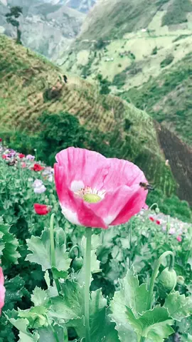 #flores#amapolas ##abejas🐝 #viral_video #viral_video #ตามจังหวะ @Brayan Ordóñez 