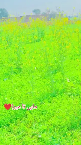 mahi ta mera khala baon dor a😎❤♠#❤ #tok #tik #pleaseunfrezzemyaccount #layseverywhere #pleasesayusawtheoriginalimacryifnot #اعوان_صاحب🔥🔥🔥 #daniawan❤️ #pleaseviralthisvideo🙏🙏please #daniawan❤️@Safdar Awan 