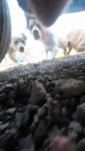 The civet cat Doujuan was besieged by the Paw Paw Team and ran for his life in panic!#cats 