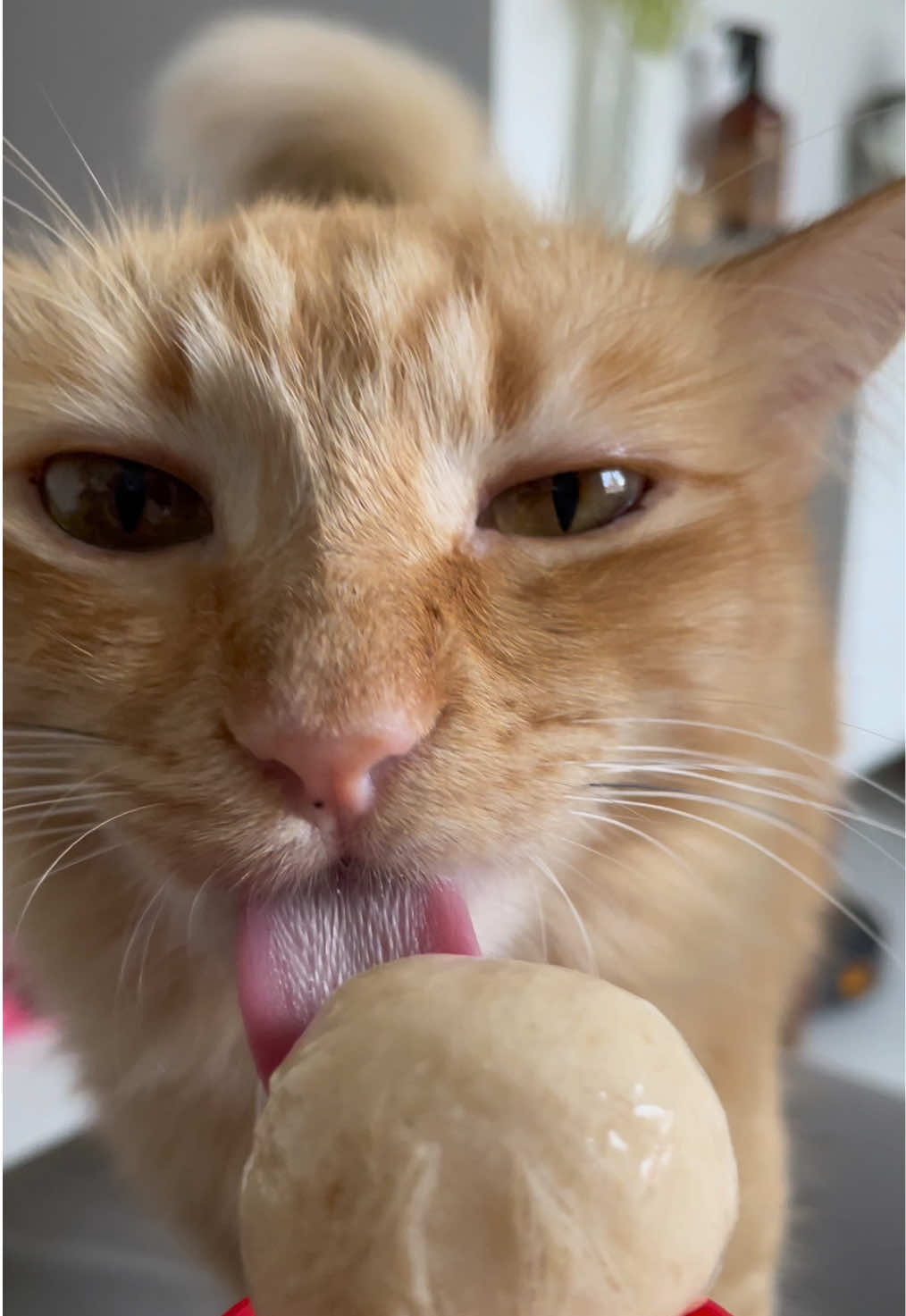 sorvetinho no calor 😊 #cat #catsoftiktok #cutecat #pet #gato #gatos 