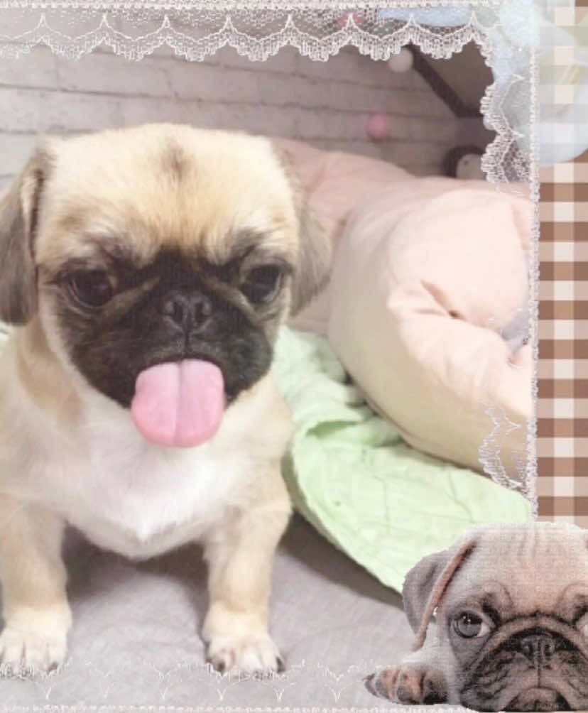 i <3 pugs #moodboard #moodboardedit #pugs #silly #fyp #fy #xyzbca 