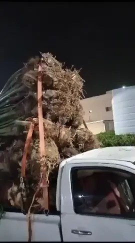 #🌴🌴🇸🇦🌴 