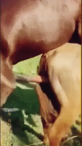 #bauernhof #horse #farmer #pferd 