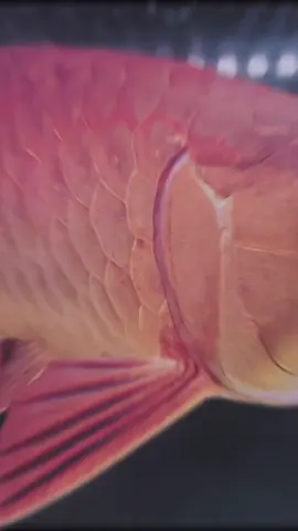 Alhamdulillah kembali ke penjagaanku semula 🤲❤  #mgbb  #malaysiagoldenbluebase  #arowana  #ikanarowana  #arowanaindonesia