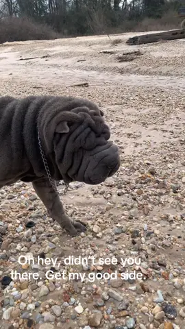 #tonka #sharpei #sharpeisoftiktok #wrinkles #dogsoftiktok #squishy #besties #dogmom #countrylife #rideordie 