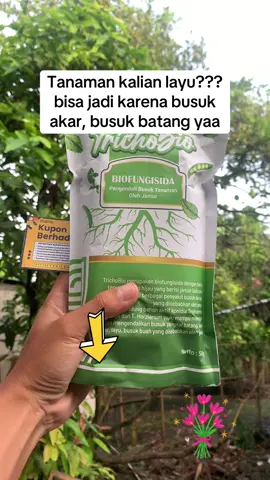 Tanaman layu coba pakai ini #tanamanhias #tanaman #busuk #cuantanpabatas 
