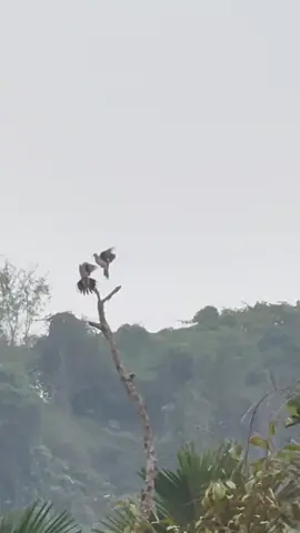 #CapCut hôm qua ngọt ngào lắm.. sáng nay đá nhao 😀#khuvuoncuatui 