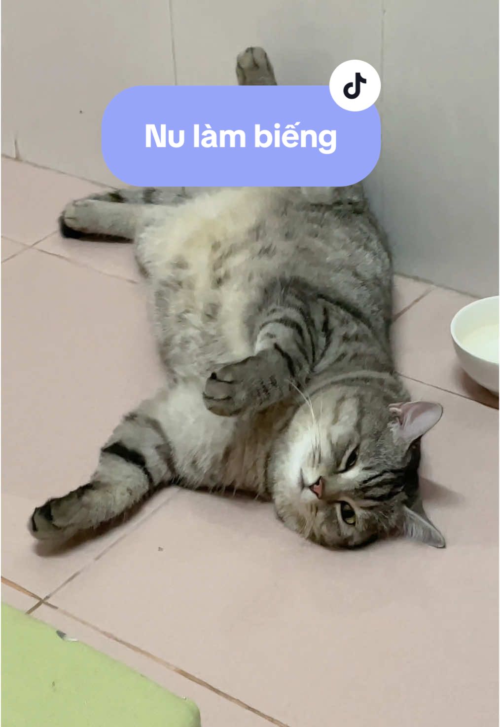 Tui làm biếng hơi hơi thui #cat #mèo #bemeotennu 