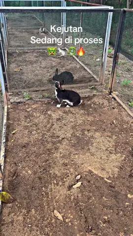 🐲🐉🔥😎 #berandafyp #vypシ #viralvideo #rabbitrace #kerapankelincimadura #katakata 