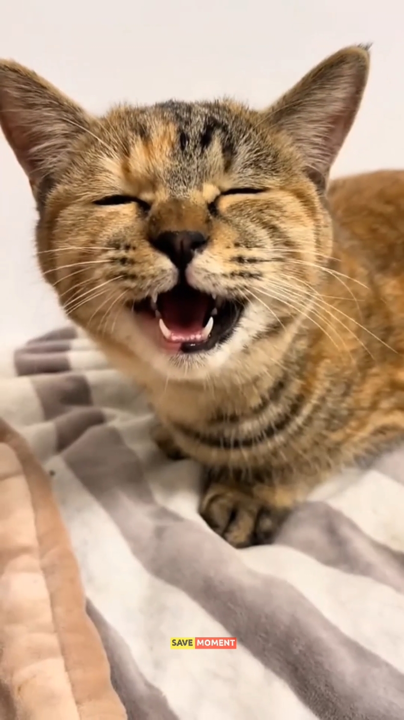 wabinnama'ad kucing lucu 😍😍 #viraltiktok #viralreels #viralvideo #fyp #kucing #kucinglucu 